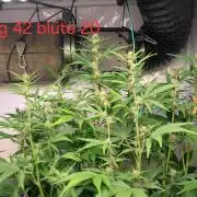 Guava Auto