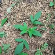 Banana Purple Punch Auto
