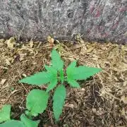 Guava Auto