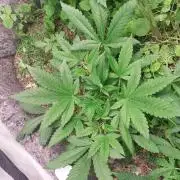 Banana Purple Punch Auto