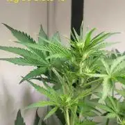 Guava Auto