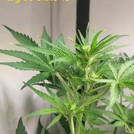 Guava Auto