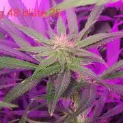 Banana Purple Punch Auto