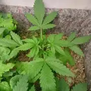 Guava Auto