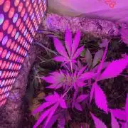 Lemon Cherry Cookies Auto