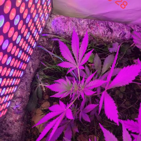 Lemon Cherry Cookies Auto