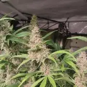 Guava Auto