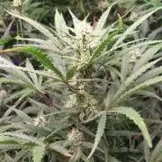 Z-UP Auto