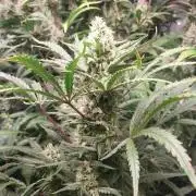 Z-UP Auto