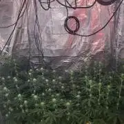 Sensi Silver Haze Scrog