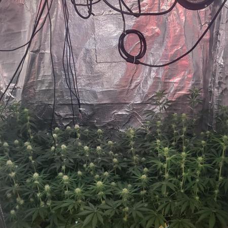 Sensi Silver Haze Scrog