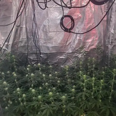 Sensi Silver Haze Scrog