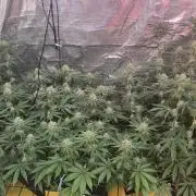 Sensi Silver Haze Scrog