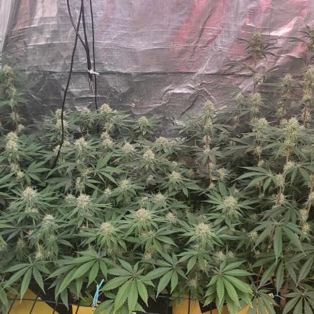 Sensi Silver Haze Scrog