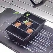 Cinderella Dream part deux