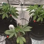 First Grow