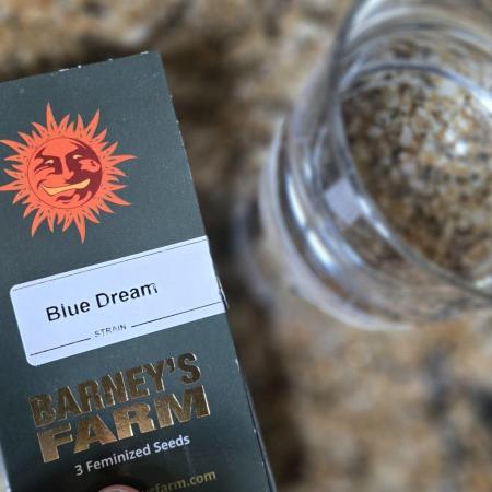 Blue Dream - Barney's Farm