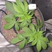 Blue Dream - 1, Strawberry Cough - 2