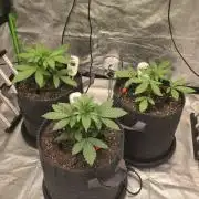 Blue Dream - 1, Strawberry Cough - 2