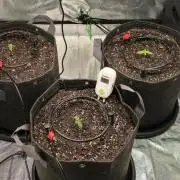 Cinderella Dream part deux