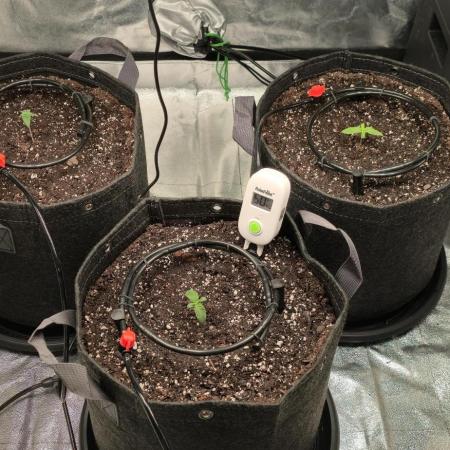 Cinderella Dream part deux