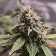 First Grow