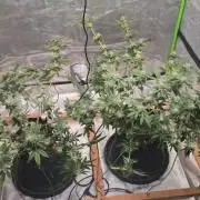 First Grow