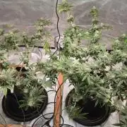 First Grow