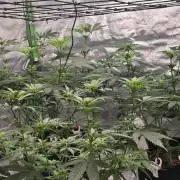 First Grow