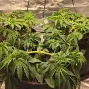 Blue Dream - 1, Strawberry Cough - 2