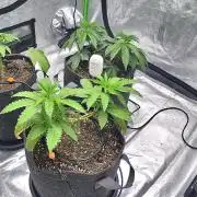 Blue Dream - 1, Strawberry Cough - 2