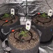 Blue Dream - 1, Strawberry Cough - 2