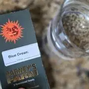 Blue Dream - Barney's Farm