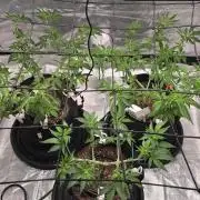 First Grow
