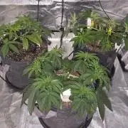 Blue Dream - 1, Strawberry Cough - 2