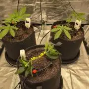 Blue Dream - 1, Strawberry Cough - 2