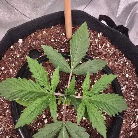 First Grow