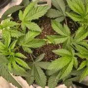 Blue Dream - 1, Strawberry Cough - 2