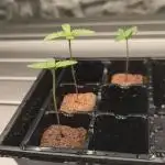 First Grow