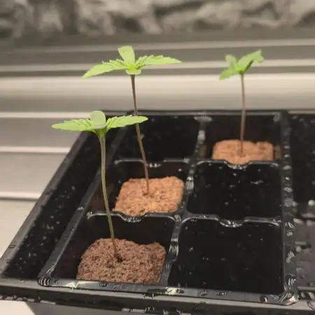 First Grow