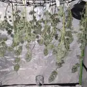 First Grow
