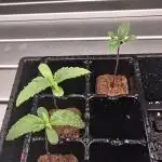 First Grow