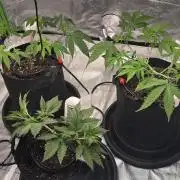First Grow