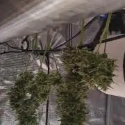 Sour Jealousy Auto 7 Gallon Growbag