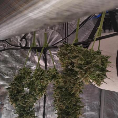 Sour Jealousy Auto 7 Gallon Growbag