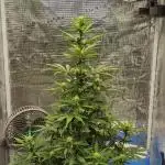 Sour Jealousy Auto 7 Gallon Growbag