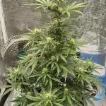 Sour Jealousy Auto 7 Gallon Growbag