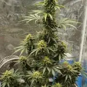 Sour Jealousy Auto 7 Gallon Growbag