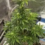 Sour Jealousy Auto 7 Gallon Growbag