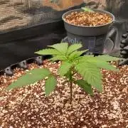 Super Lemon Haze Twins